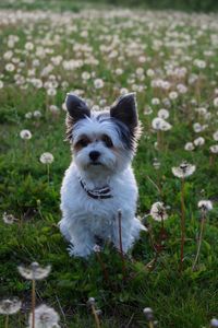 Portrait of dog on field