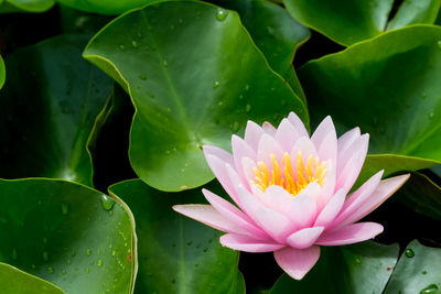 Close-up of lotus water lily in pond