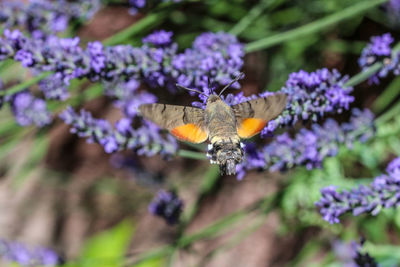 Flying kolibri hawk moth, hummingbird hawk moth - macroglossum stellatarum - on lavender blossom