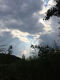 Low angle view of trees against cloudy sky