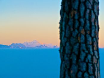 Scenic view of tree against sky during sunset