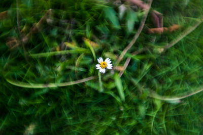 Close-up of flower blooming outdoors