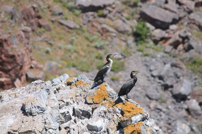 Bird perching on rock