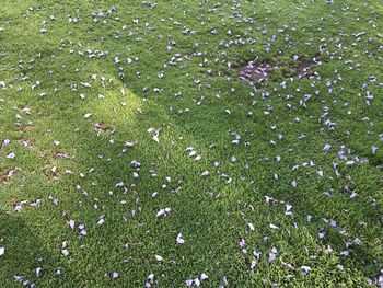 High angle view of purple flowering plants on land