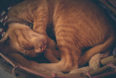 High angle view of puppy sleeping