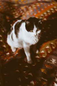High angle view of cat looking away
