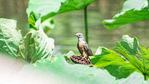 Close-up of bird perching on a plant