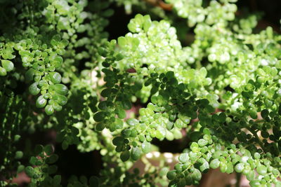 Close-up of fresh green plants