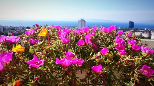 Close-up of flowers blooming in city