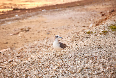 Bird perching on a land