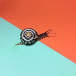 High angle view of snail on table