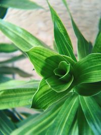 Close-up of fresh green leaves