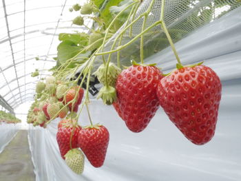 Close-up of strawberries