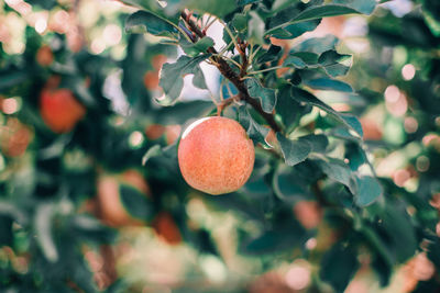 Close-up of fruit growing on tree