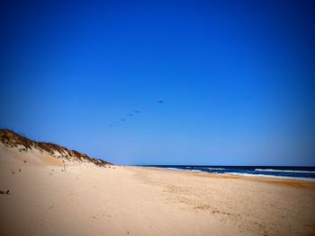 Birds flying over beach against blue sky