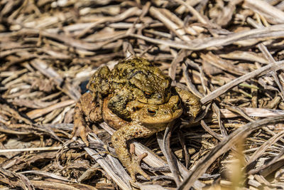 Common toads