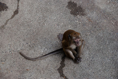 High angle view of monkey on sand