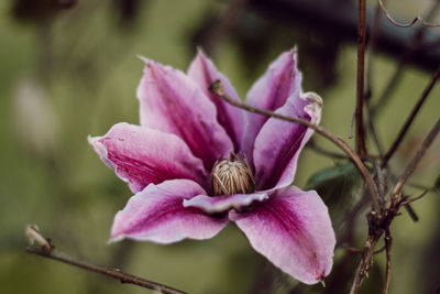 Close-up of pink rose flower