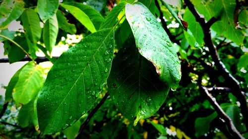 Close-up of wet leaves