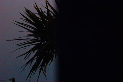 Low angle view of silhouette palm tree against clear sky