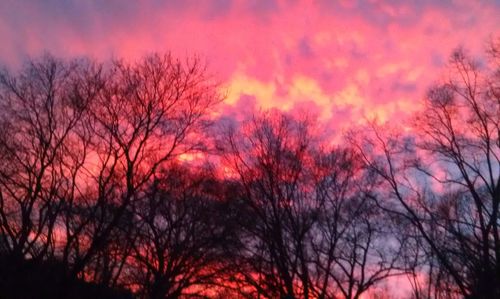 Silhouette of bare tree at sunset