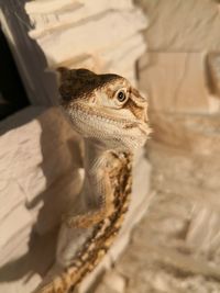 Close-up portrait of lizard on wall