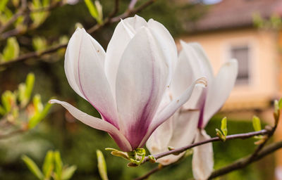 Close-up of white flowering plant