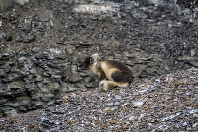 Arctic fox