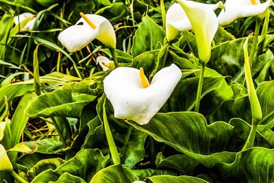 Close-up of white flower