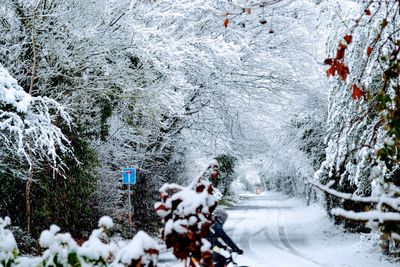 Snow covered trees during winter