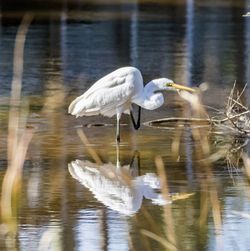 Gray heron on lake