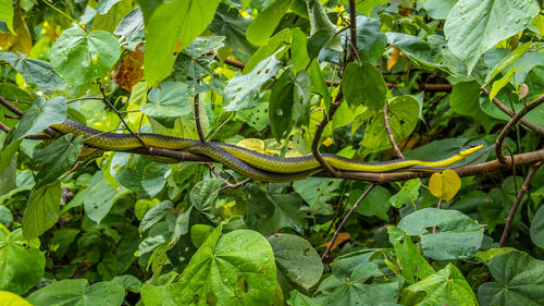 Close-up of lizard on branch