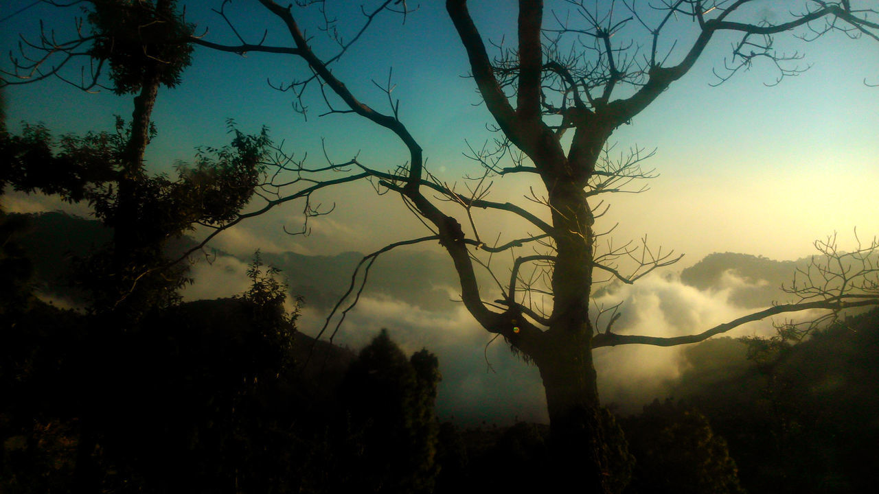 SILHOUETTE TREES AGAINST SKY AT SUNSET