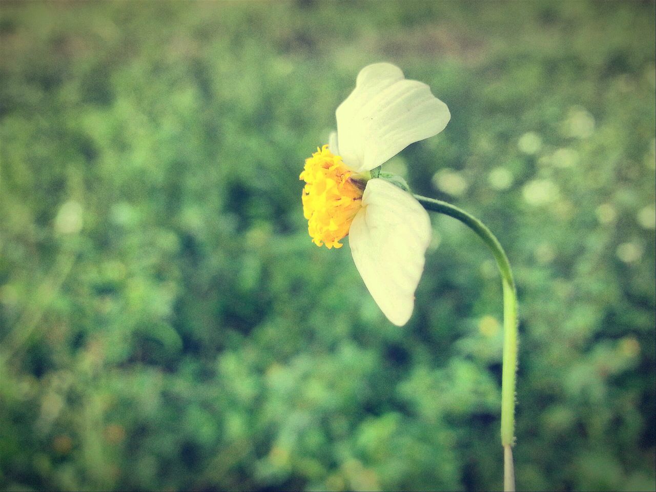 flower, petal, fragility, flower head, freshness, focus on foreground, growth, beauty in nature, single flower, close-up, blooming, plant, nature, insect, stem, one animal, yellow, pollen, in bloom, outdoors