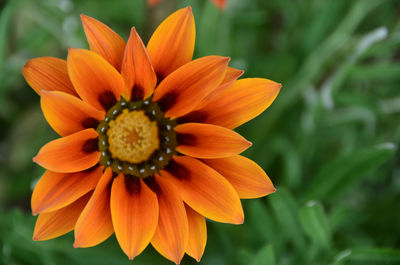 Close-up of orange flower