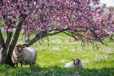 Two sheep under flowering tree
