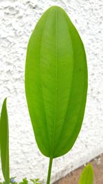 Close-up of green leaves