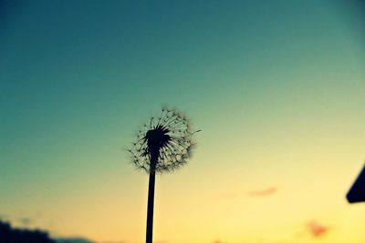 Low angle view of silhouette dandelion against sky