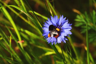 Close-up of bee on purple flower