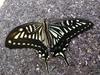 Close-up of butterfly on rock