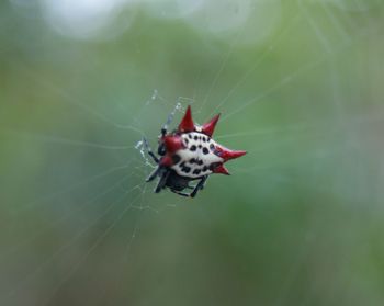 Close-up of spider on web