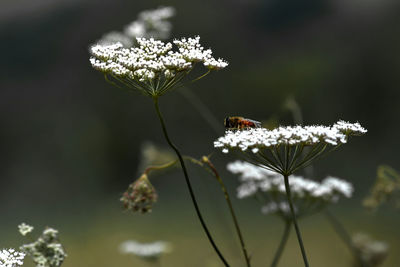 Close-up of insect on white flowering plant