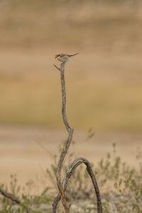 Close-up of dead plant on land