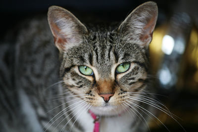 Close-up portrait of cat