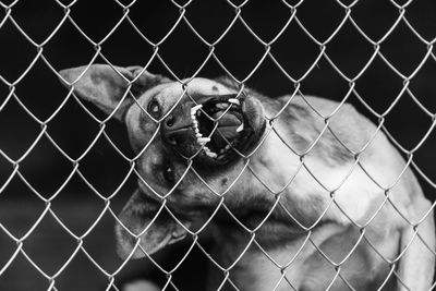 View of monkey in cage at zoo