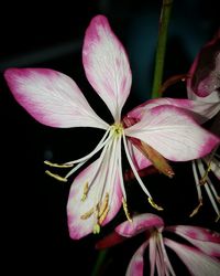 Close-up of pink flower