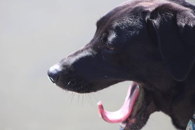 Dog yawning