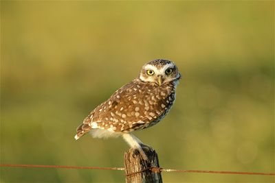 Portrait of owl perching on wooden post