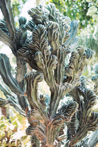 Close-up of dry leaves on tree