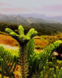 Close-up of pine tree